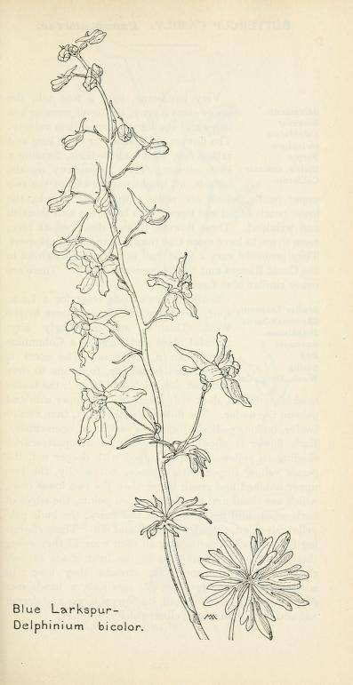 397x771 vikki ensman - Larkspur Flower Drawing