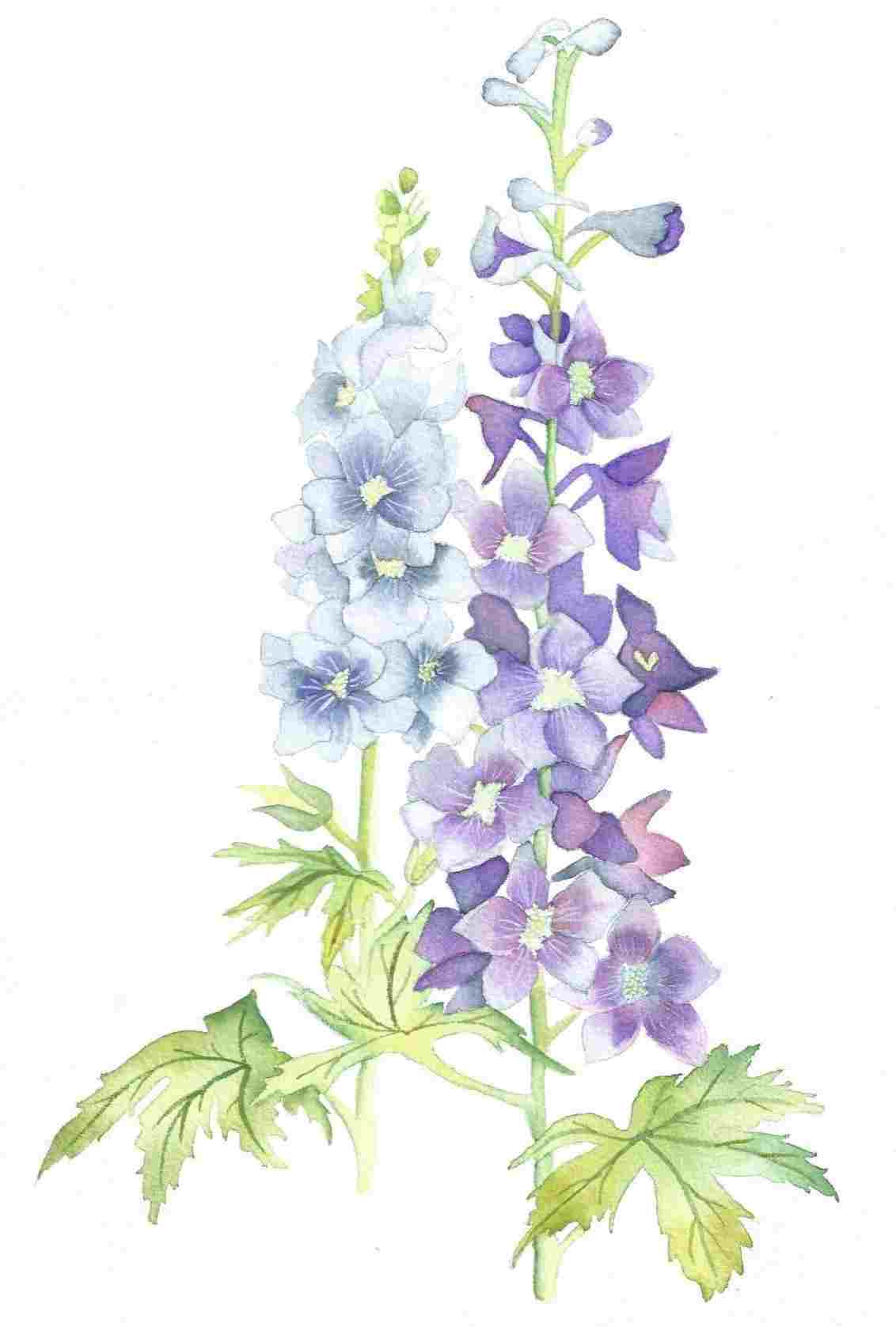 Larkspur Flower Drawing at Explore collection of