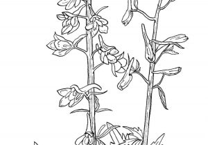300x210 maybe tattoos larkspur rhcom art sketch wild - Larkspur Flower Drawing