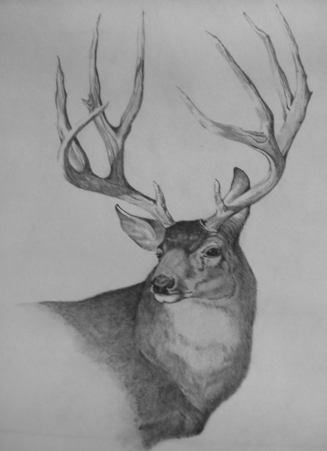 652x900 Big Mule Deer Drawing - Larry Drawing