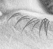 185x169 how to draw eyelashes rapidfireart - Lashes Drawing