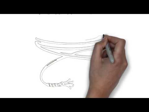 480x360 how to draw a rope for roping - Lasso Drawing