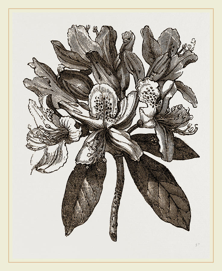 737x900 Laurel Drawing - Laurel Drawing