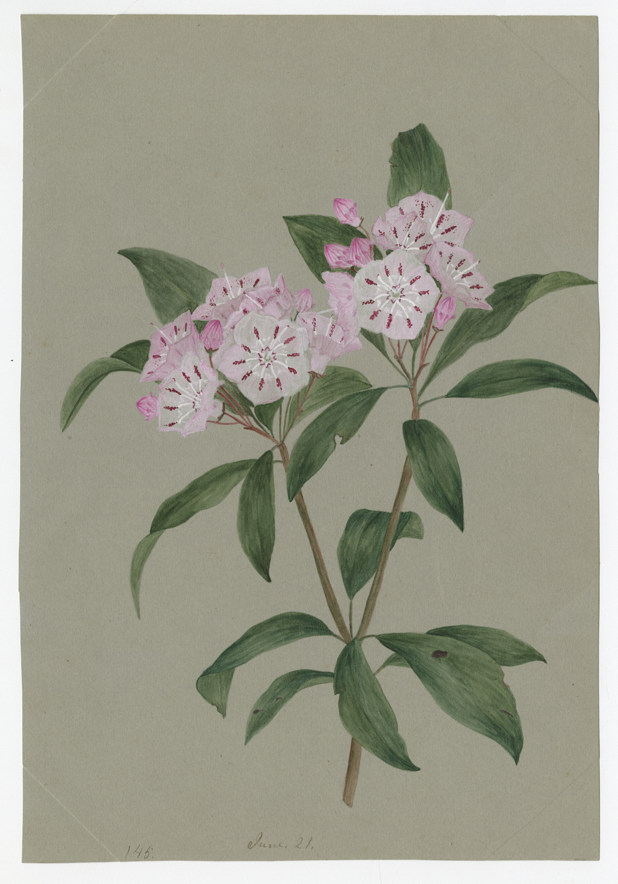 1256x1797 The Mountain Laurel Is In Bloom Again - Laurel Drawing