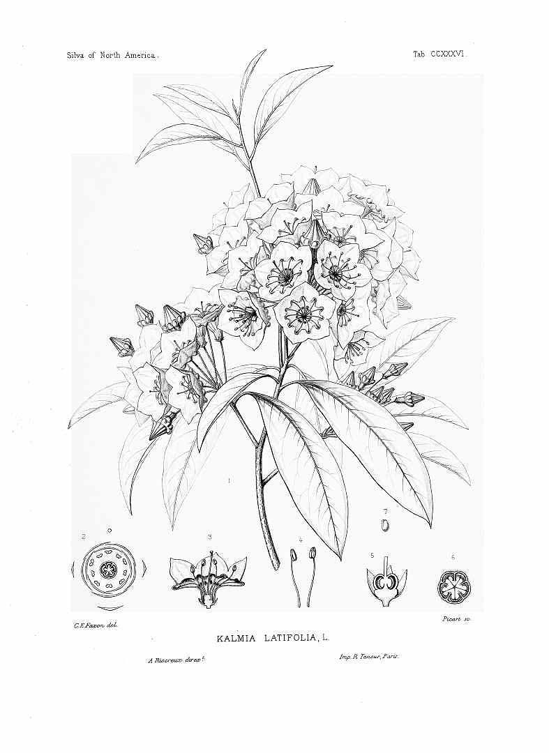 787x1080 Mountain Laurel Botanical Drawing Tattoo Laurel Tattoo - Laurel Drawing