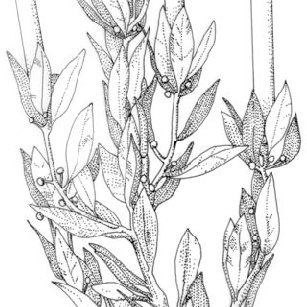 307x307 Applique In The Knight's Hall Bay Laurel - Laurel Drawing