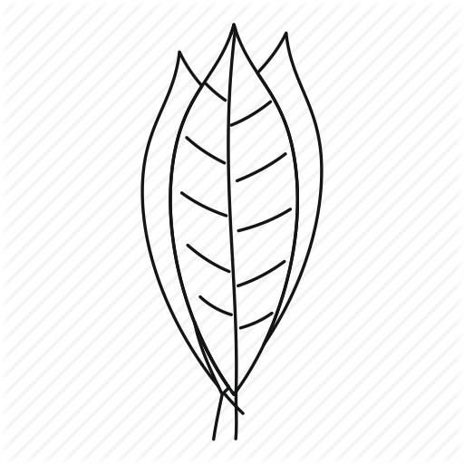 512x512 laurel, leaf, line, outline, plant, spice, thn - Laurel Leaf Drawing