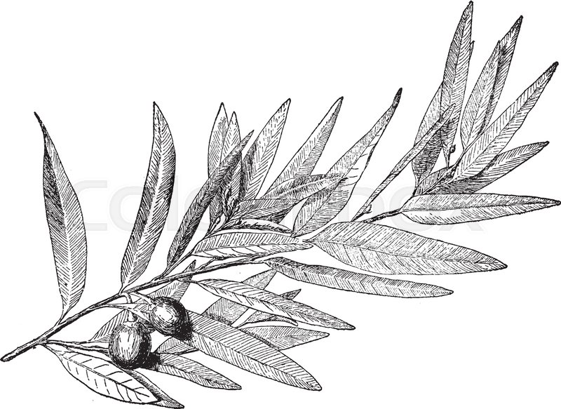 800x583 Laurel Vintage Drawing - Laurel Leaf Drawing