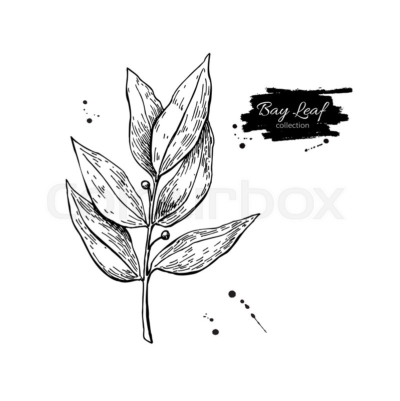 799x800 Bay Leaf Vector Hand Drawn Stock Vector Colourbox - Laurel Leaf Drawing