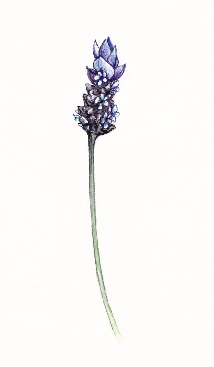 Lavender Botanical Drawing at Explore