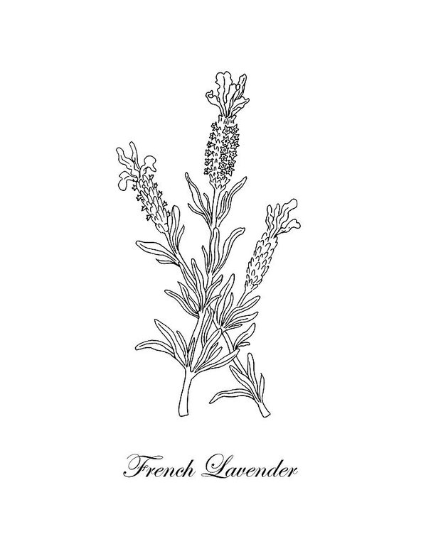 599x776 French Lavender Botanical Drawing Black And White Art Print - Lavender Botanical Drawing