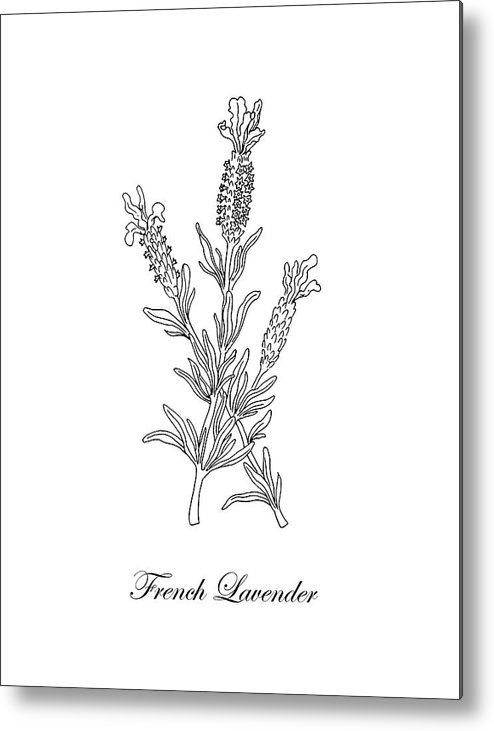 494x731 French Lavender Botanical Drawing Black And White Metal Print - Lavender Botanical Drawing