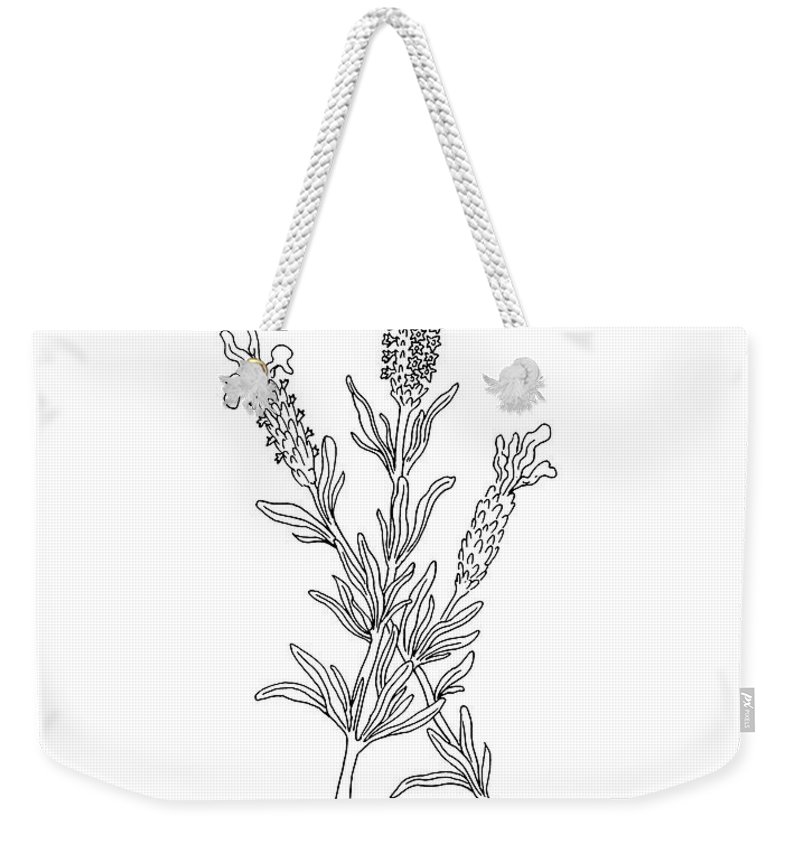 800x845 French Lavender Botanical Drawing Black And White Weekender Tote - Lavender Botanical Drawing