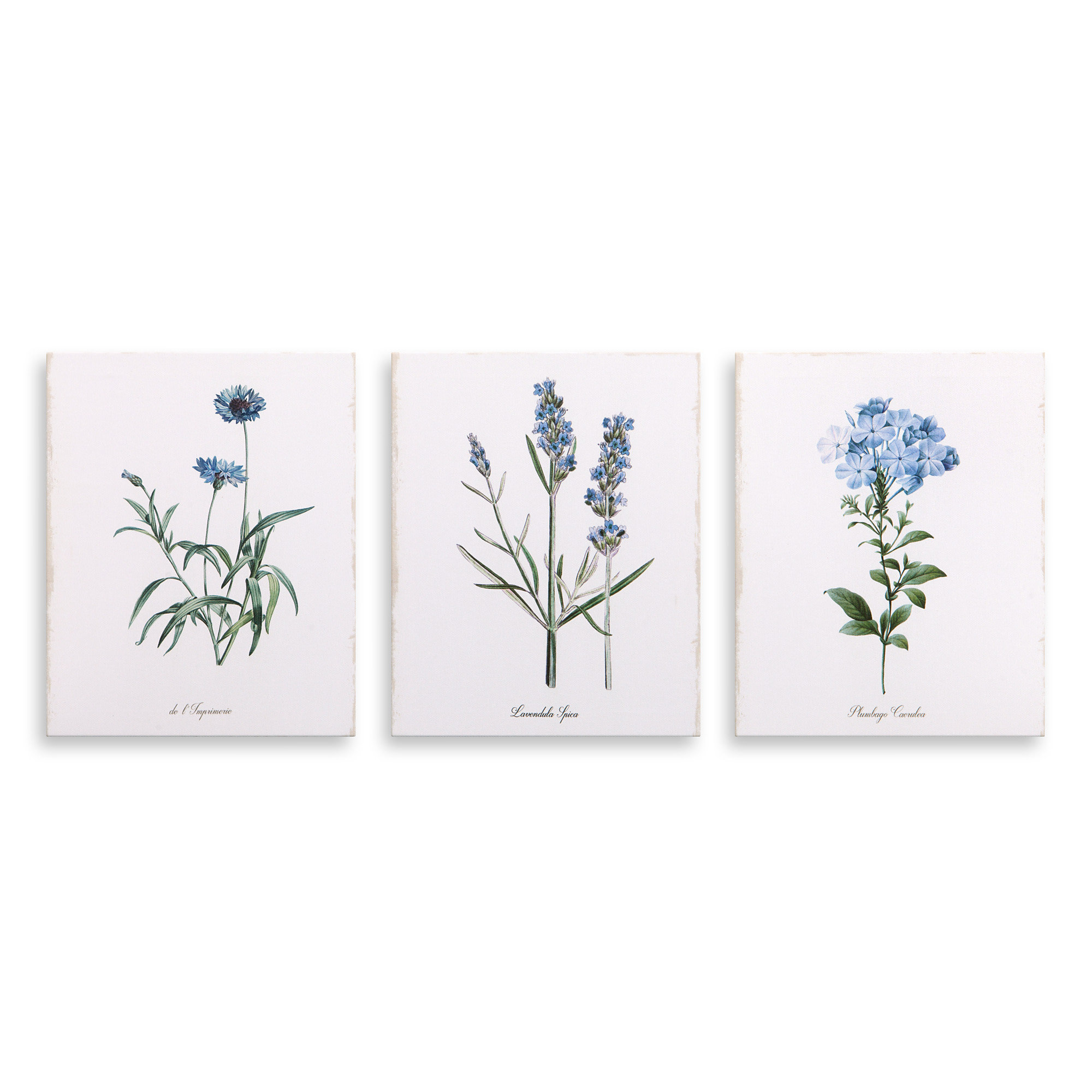 2000x2000 Lavender Botanical Drawing' Piece Graphic Art Print Set - Lavender Botanical Drawing