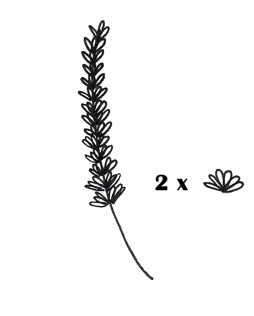 512x638 Lavender Drawing - Lavender Botanical Drawing