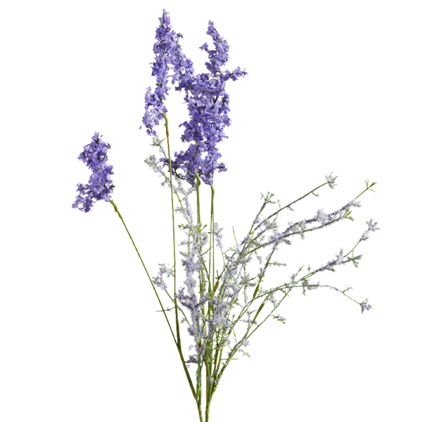 600x600 Lavender Drawing Transparent Png Clipart Free Download - Lavender Botanical Drawing