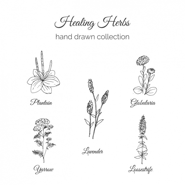 626x626 Lavender Vectors, Photos And Free Download - Lavender Botanical Drawing