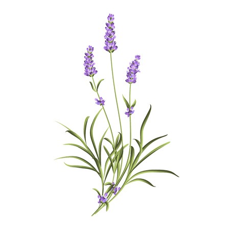 Lavender Botanical Drawing at PaintingValley.com | Explore collection