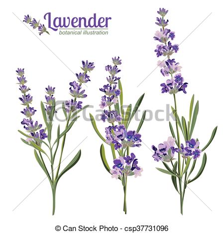 450x470 Lavender Flowers Elements Botanical Illustration Lavender - Lavender Botanical Drawing