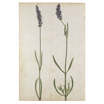 355x355 Stavesacre Le Moyne De Morgues, Jacques Vampa Search The Collections - Lavender Botanical Drawing