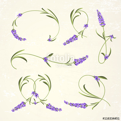 500x500 Vintage Set Of Lavender Flowers Elements Botanical Illustration - Lavender Botanical Drawing