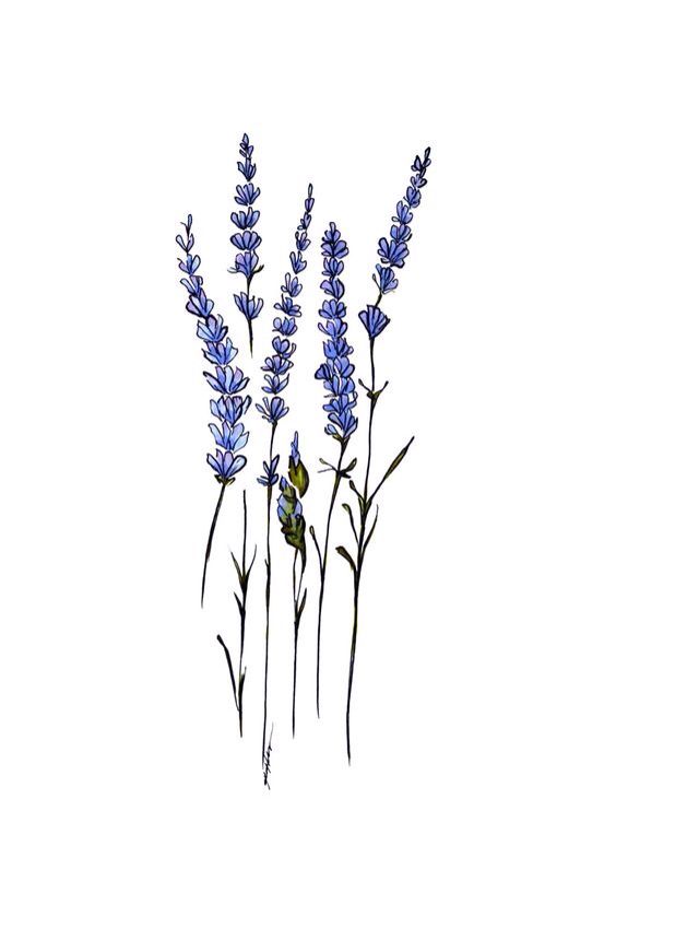 640x849 Botanical Drawings Of Lavender Sketches Tatuagem - Lavender Botanical Drawing