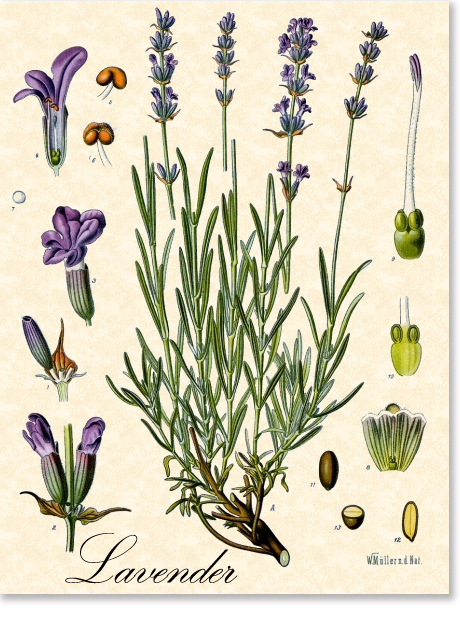 460x620 Botanical Illustration Of Lavender Herb Botanicals, Birds - Lavender Botanical Drawing