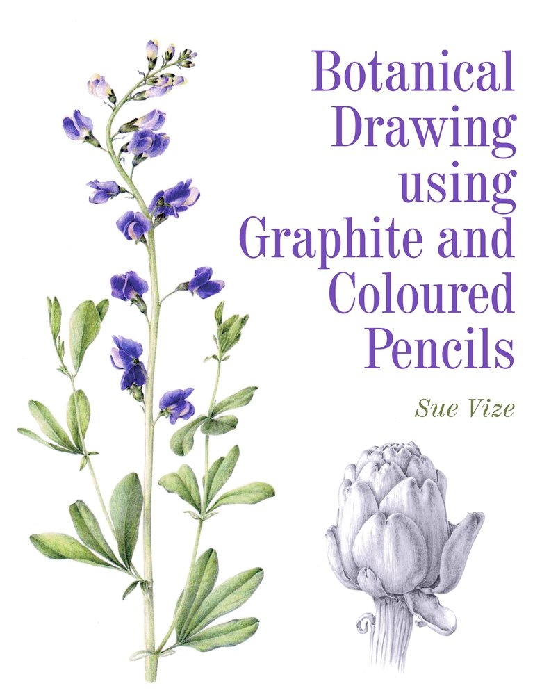 780x1000 Botanical Drawing Using Graphite And Coloured Pencils - Lavender Botanical Drawing