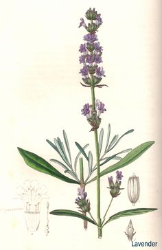 236x364 Lavender Botanical Print - Lavender Botanical Drawing