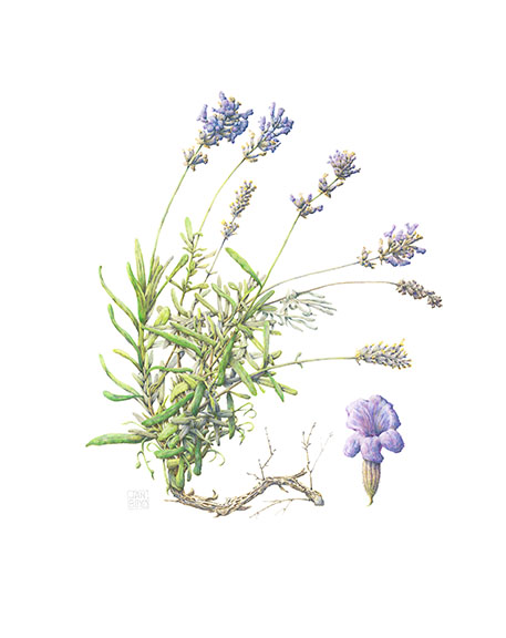 457x576 Botanical Illustration Blossom Ii Art Of Flowers - Lavender Botanical Drawing