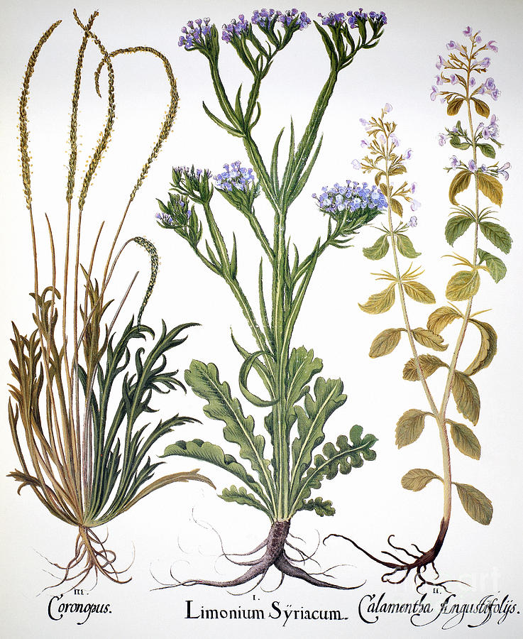 737x900 Botany Sea Lavender Photograph - Lavender Botanical Drawing