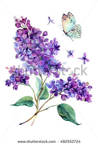 318x470 drawn lavender lavender bouquet - Lavender Bouquet Drawing