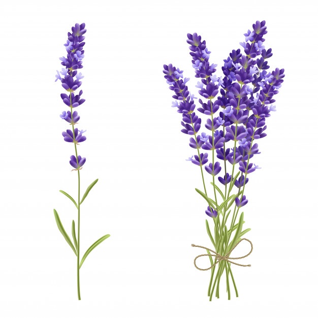 626x626 lavender vectors, photos and free download - Lavender Bouquet Drawing