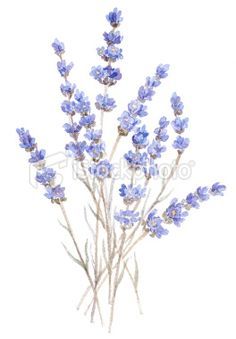 236x339 best lavender bouquet tattoo images lavender tattoo, awesome - Lavender Bouquet Drawing