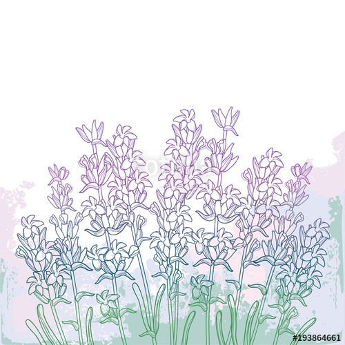 500x500 Vector Bouquet With Outline Lavender Flower Bunch, Bud And Leaves - Lavender Bouquet Drawing