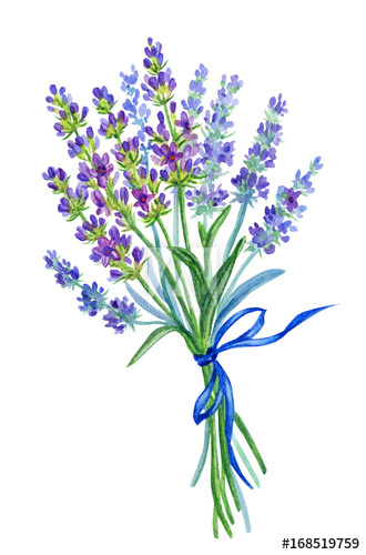 330x500 a bunch of lavender, watercolor drawing on a white background - Lavender Bouquet Drawing