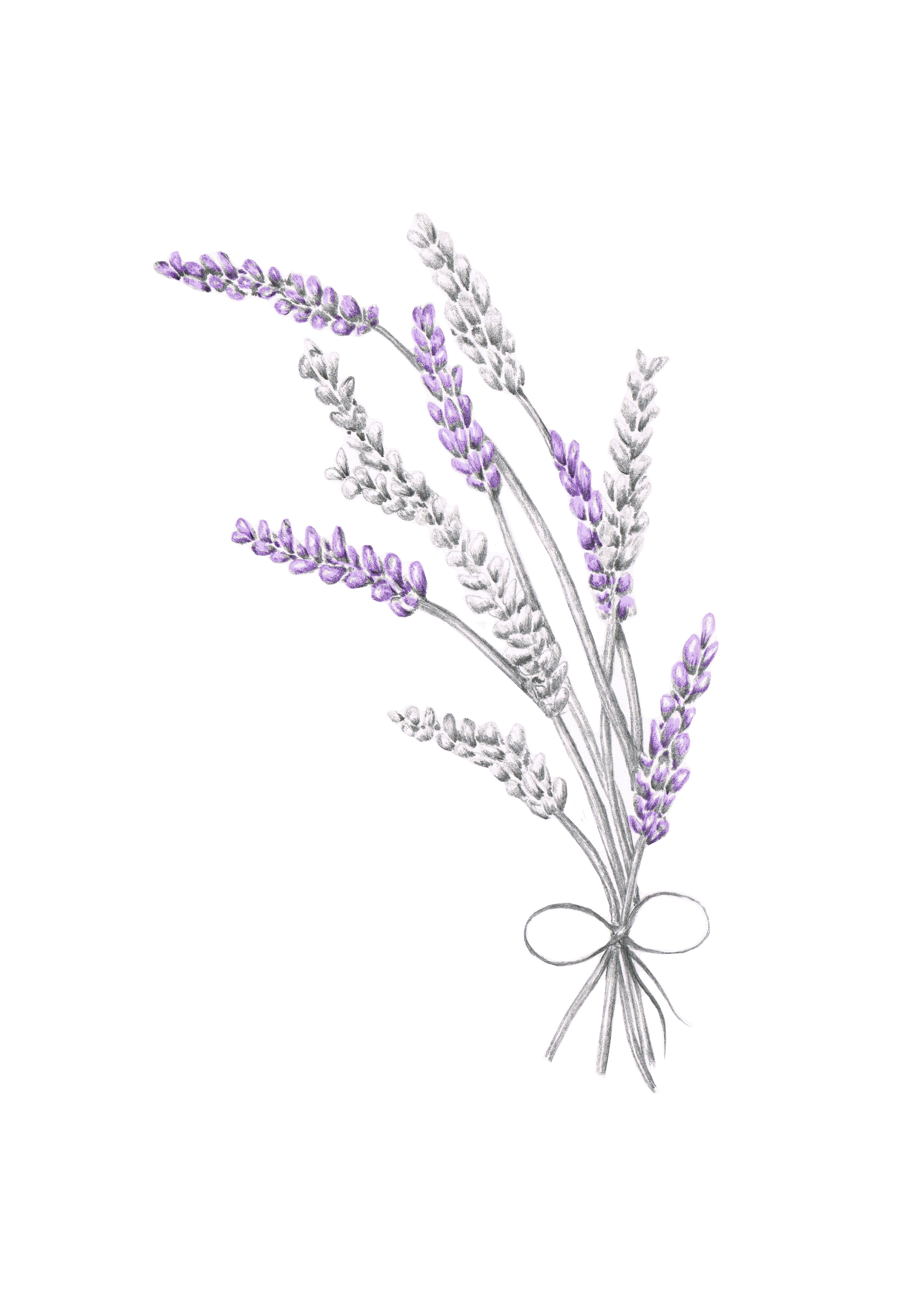 3508x4960 Lavender - Lavender Drawing