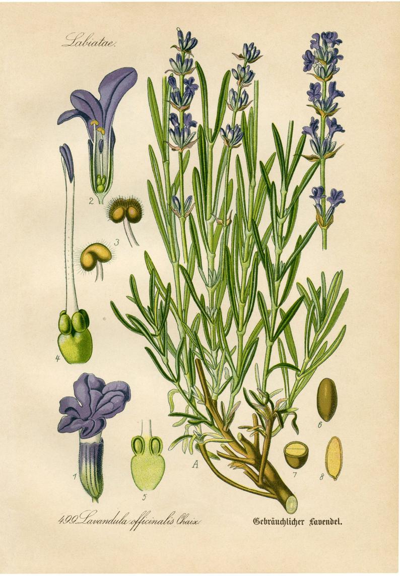 794x1143 lavender botanical drawing lavender drawing botanical etsy - Lavender Drawing