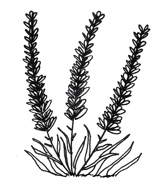 533x634 Lavender Drawing - Lavender Drawing