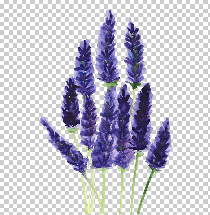 728x744 lavender drawing watercolor painting plant lavander watercolor - Lavender Drawing