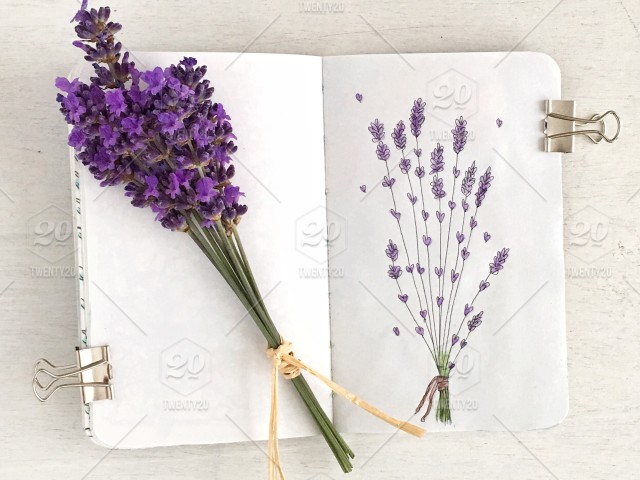 640x480 Lavender Drawing Stock Photo - Lavender Drawing