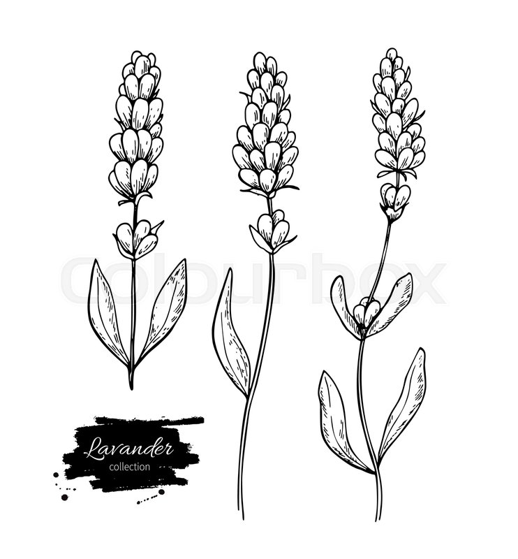 742x800 Lavender Vector Drawing Set Isolated Stock Vector Colourbox - Lavender Drawing
