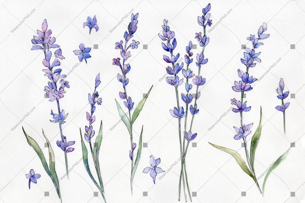 1024x683 purple lavender flowers watercolor png watercolorpng - Lavender Drawing