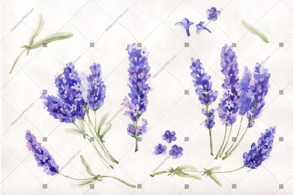 1024x683 purple lavender wild flowers watercolor png watercolorpng - Lavender Drawing