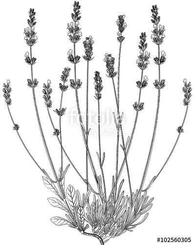 397x500 Vintage Drawing Lavender Stock Photo And Royalty Free Images - Lavender Drawing