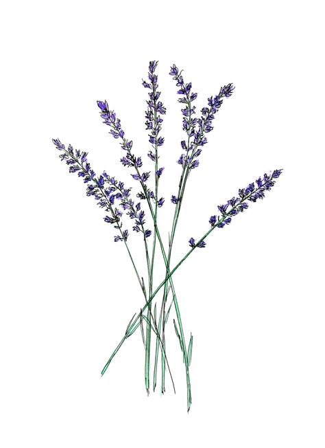 474x652 Watercolour Lavender Print, Botanical Print, Nature Painting - Lavender Drawing