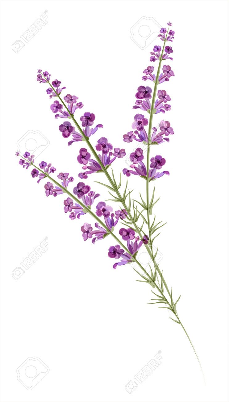 742x1300 Lavender Drawing - Lavender Drawing