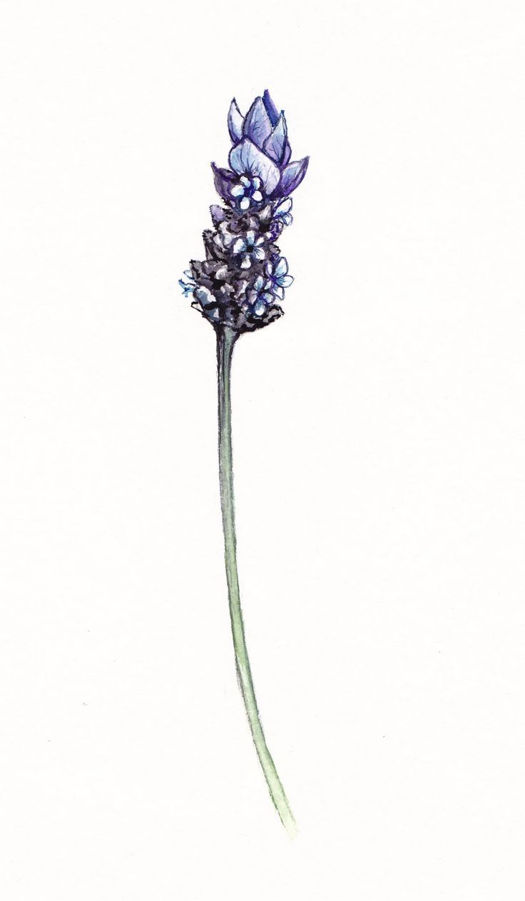 736x1262 Simple Lavender Drawing - Lavender Drawing