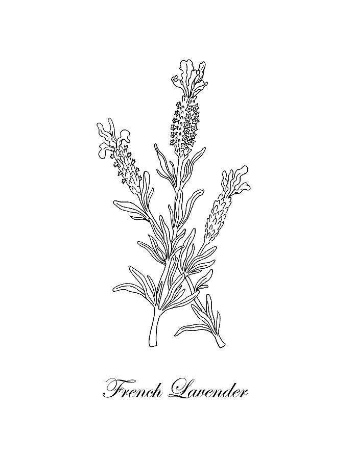 695x900 French Lavender Botanical Drawing Black And White Drawing - Lavender Drawing
