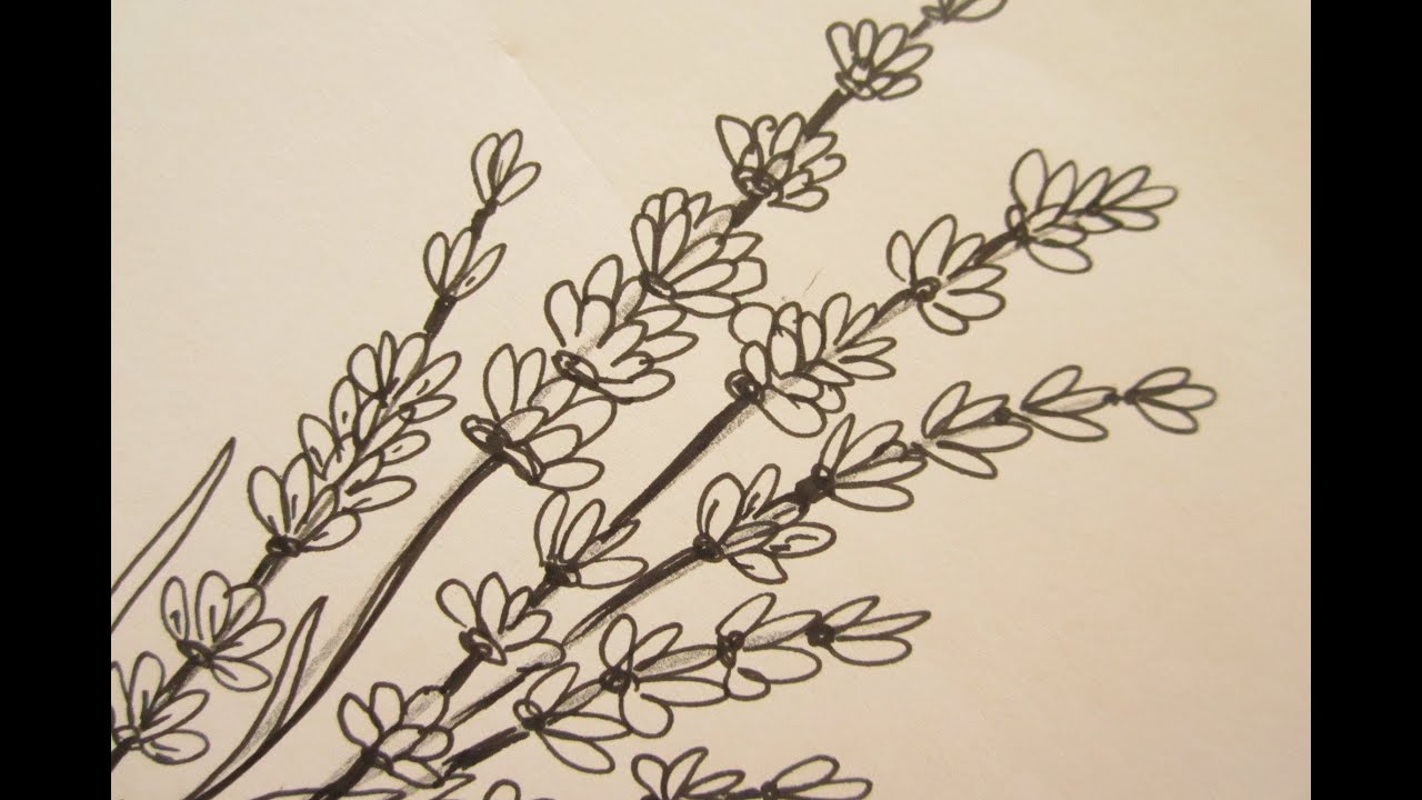 1280x720 How To Draw Flowers - Lavender Drawing